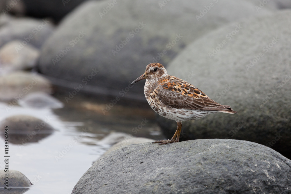 Calidris ptilocnemis Calidris ptilocnemis