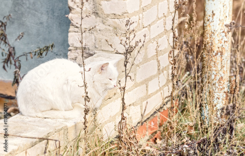 Photography Adult nice wild cat