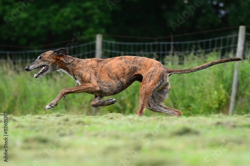 Galgo im Sprint