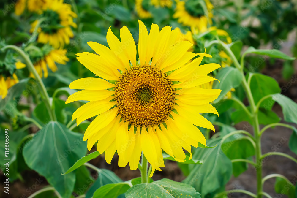 sunflowers field