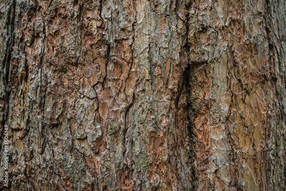 Dark brown pine barck texture background Dark brown pine barck texture background