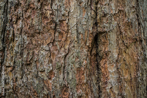 Dark brown pine barck texture background