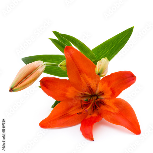 Lily flower with buds isolated on a white background.