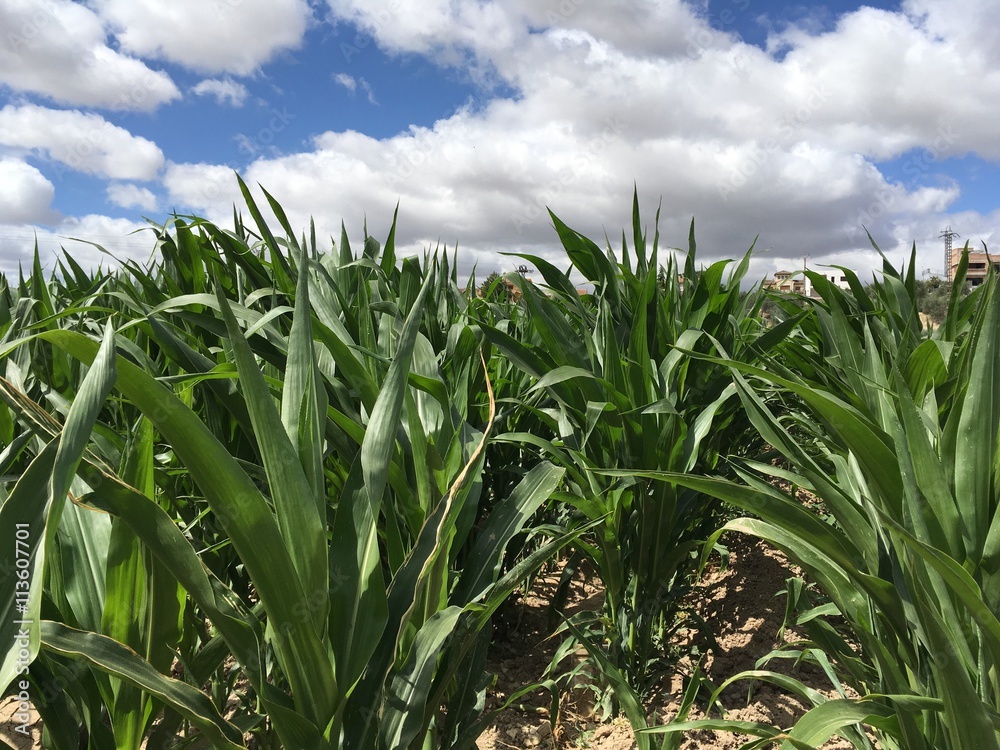 field of green corn field of green corn