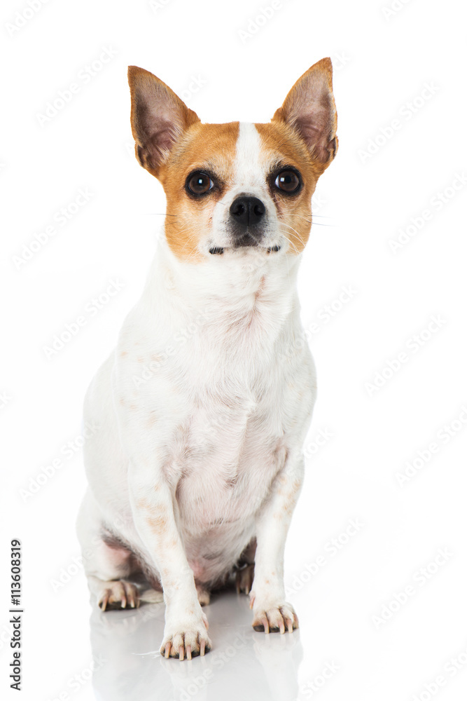 Fototapeta premium Chihuahua