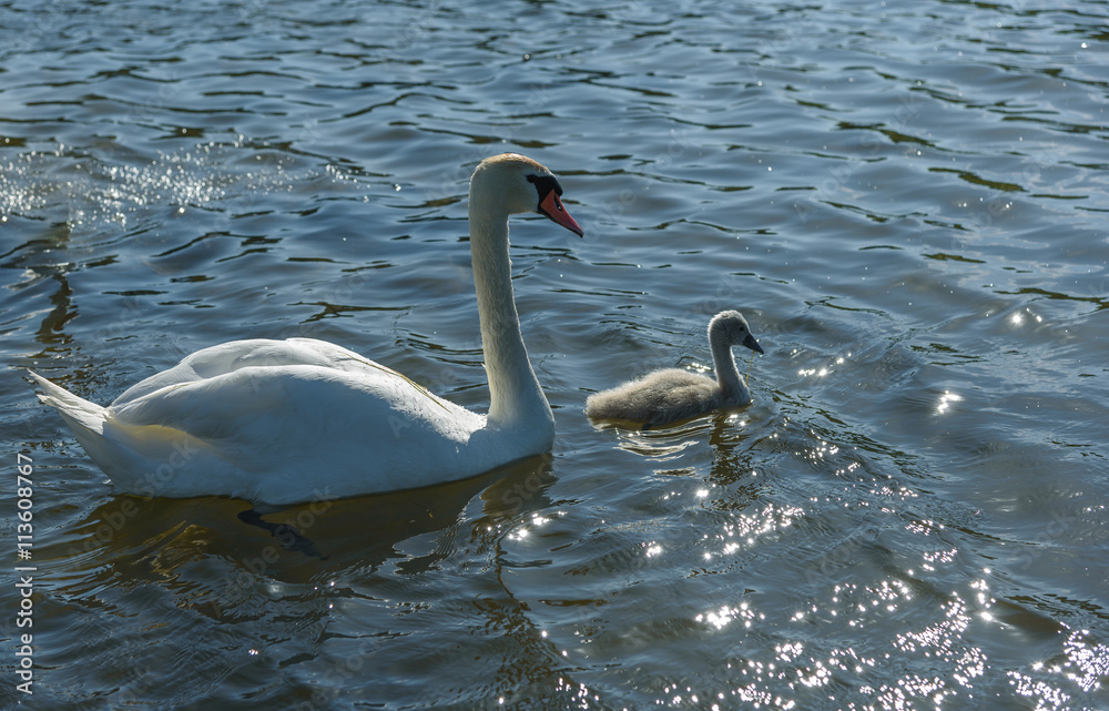 Fototapeta premium family Shipunov swans with Chicks on lake