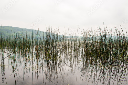 Fototapeta Naklejka Na Ścianę i Meble -  großer See mit Schilf mit Wasserspiegelung