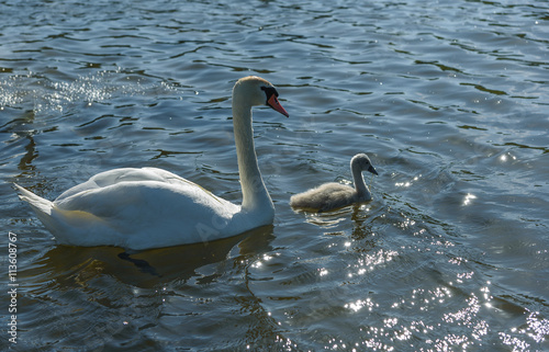 family Shipunov swans with Chicks on lake