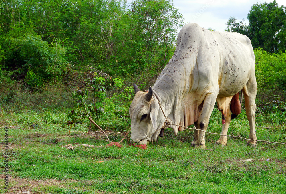 Fototapeta premium cows eating grass with a backdrop of trees
