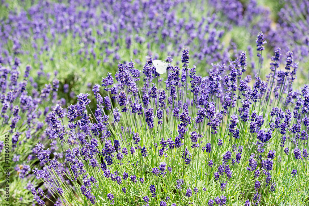 Fototapeta premium Lawendowe pole