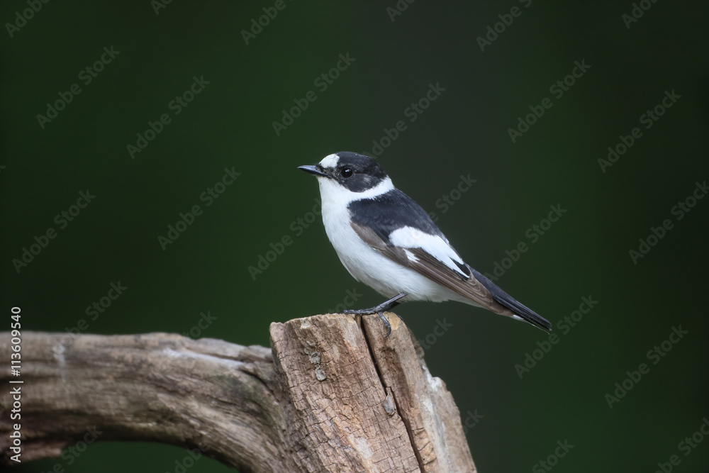 Obraz premium Collared flycatcher, Ficedula albicollis