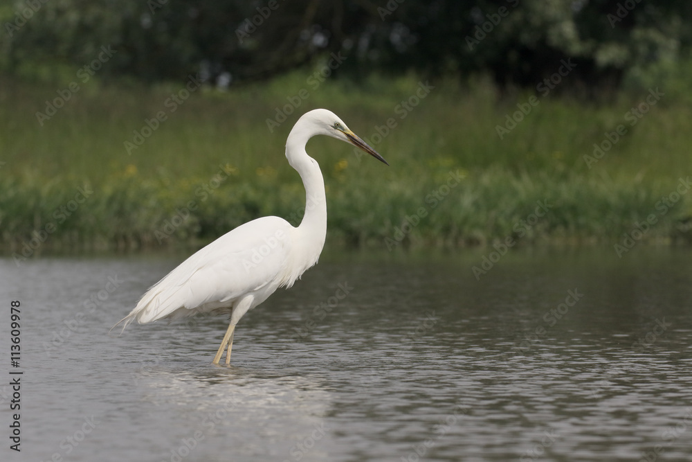 Great egret, Ardea alba Great egret, Ardea alba