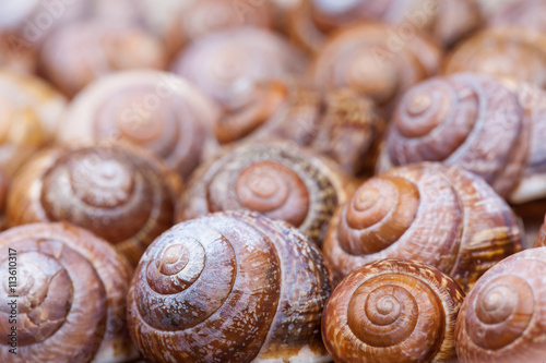 bunch of spiral snails shells. abstract shapes. selective focus photo