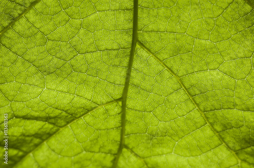 Macro texture green leaf front view