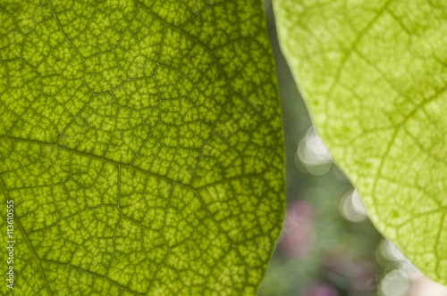 Macro texture green leaf