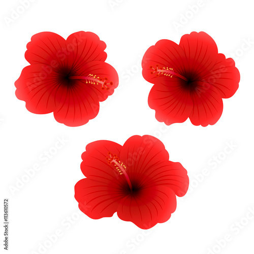 Hibiscus