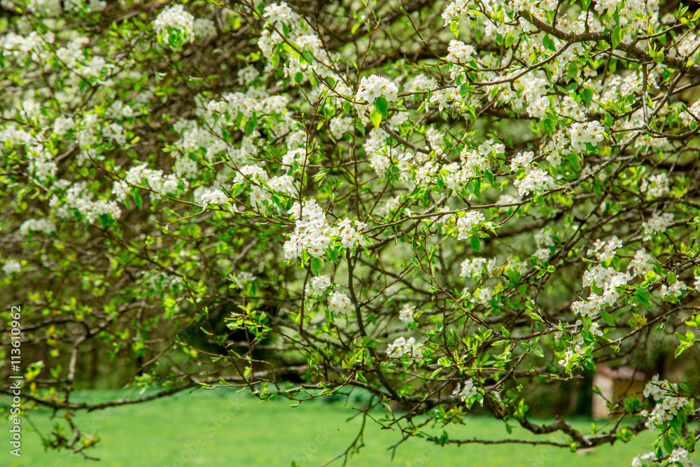 Flowering branches of cherry