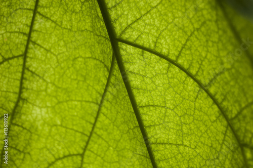 Wallpaper Macro texture green leaf