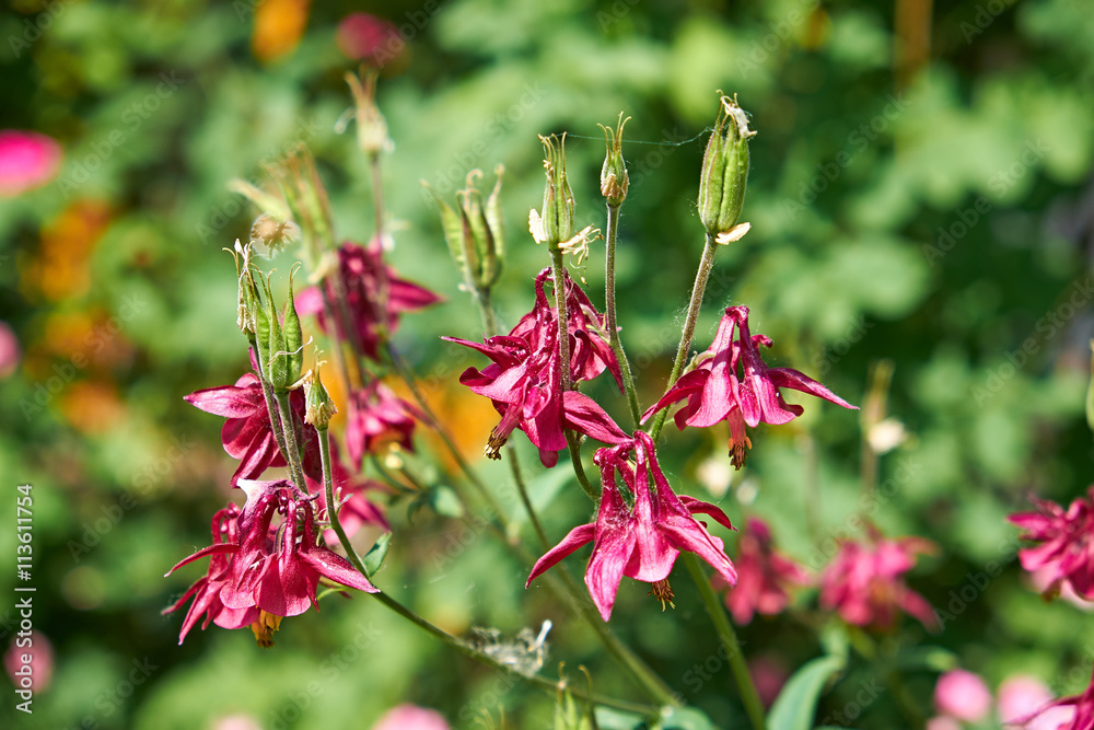 Closed columbine flowers in their late blooming in a wild growing garden Closed columbine flowers in their late blooming in a wild growing garden