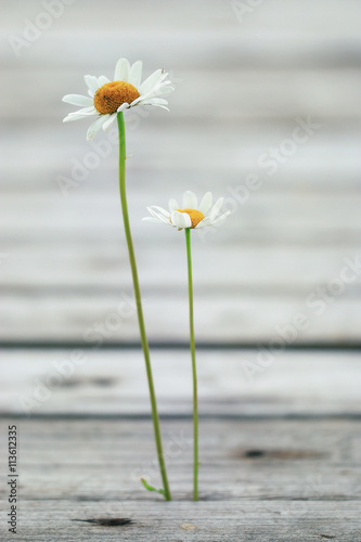 Chamomile flowers wooden summer background © kichigin19