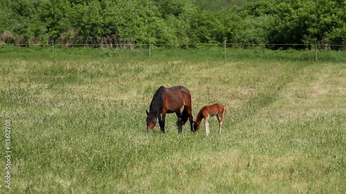 Wallpaper Mural Horse family in the pasture Torontodigital.ca