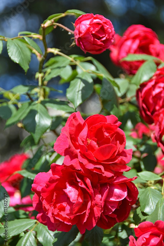 Red roses in summer