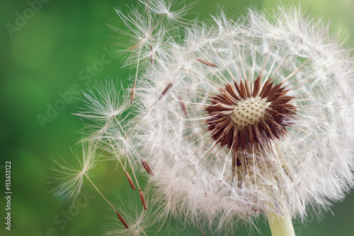 Fototapeta Naklejka Na Ścianę i Meble -  Dandelion