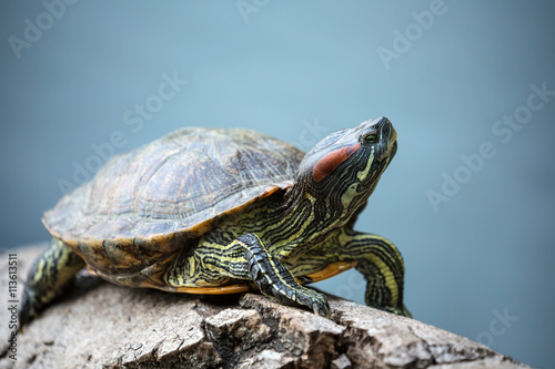  turtle crawl on timber