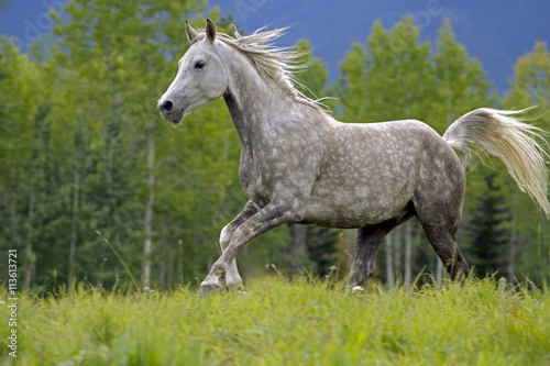 Beautiful Gray Arabian Gelding galloping in meadow