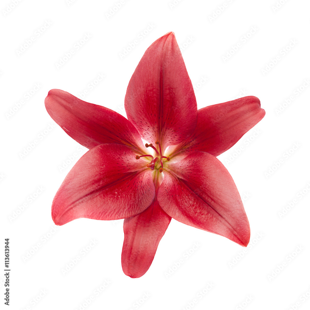 dark red lily flower isolated