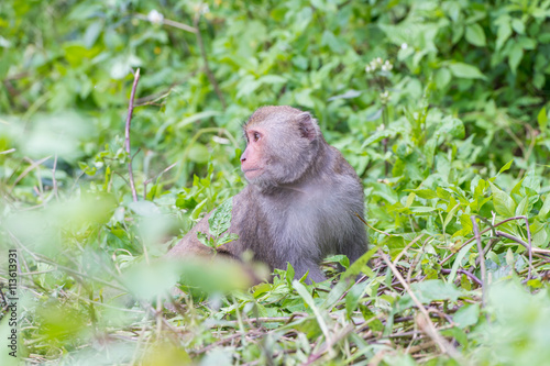 Formosan macaques Looks into the distance(taiwan monkey) © RomixImage