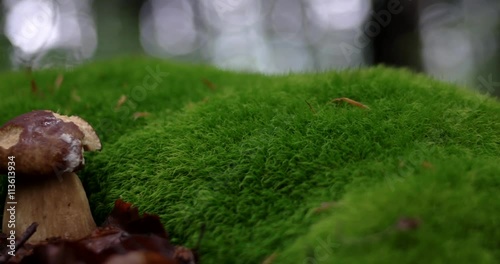 Forest With Growing Mushrooms and Green Moss. Slider Shot