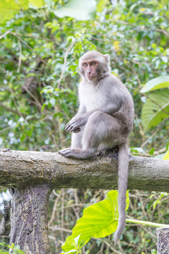 Formosan macaques Looks into the distance(taiwan monkey) © RomixImage