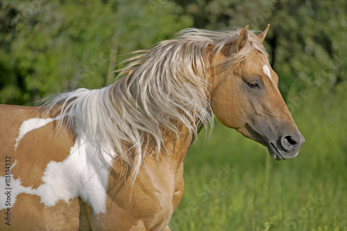 Beautiful Palomino Quarter-horse Stallion  running  close up