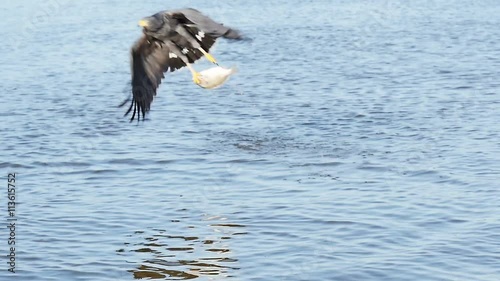 hawk swooping down and catching a fish out of water slow motion  rio lagartos lagoon mexico
