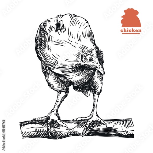 chicken standing on the perch