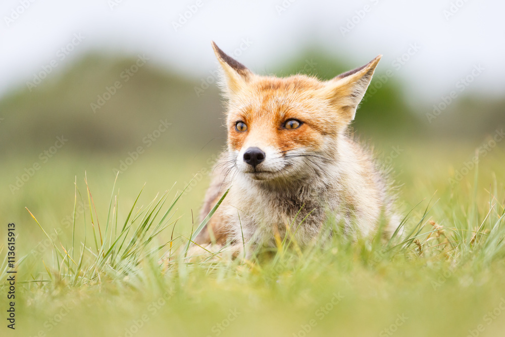 red fox red fox