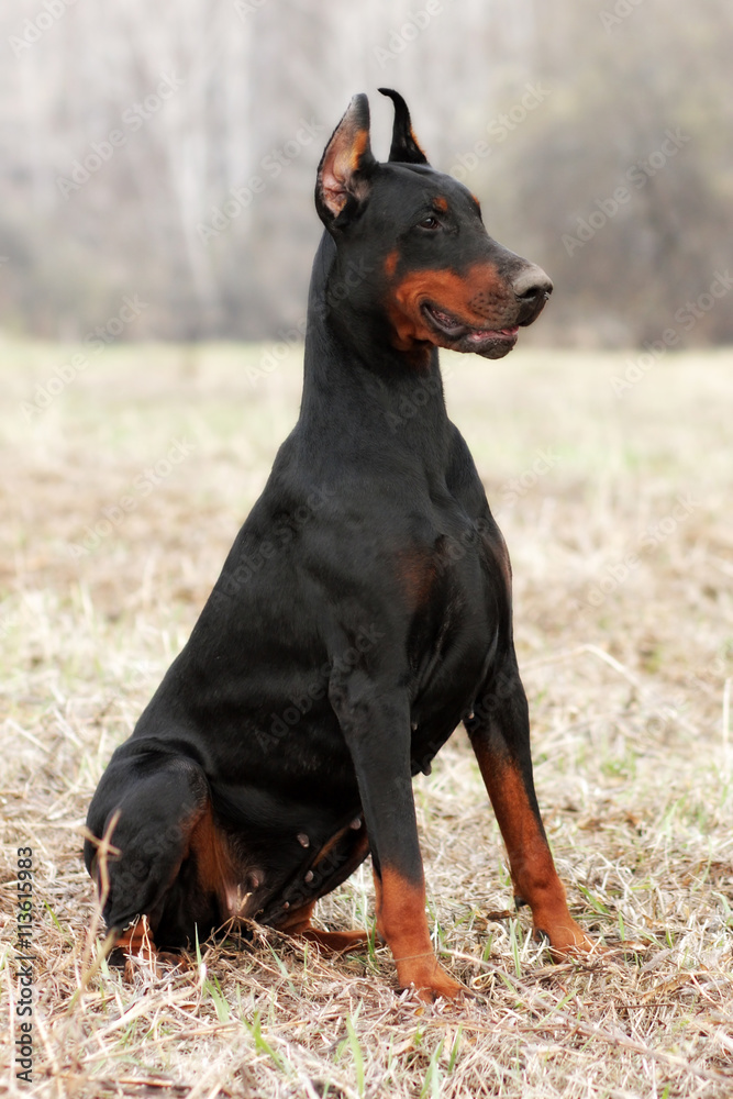 Doberman Pinscher sits in the spring Doberman Pinscher sits in the spring