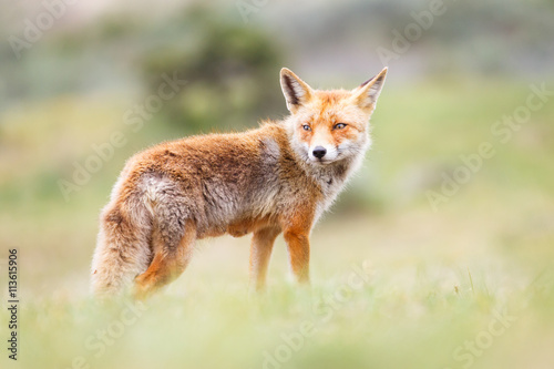 red fox © Pim Leijen