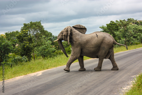 An Elephant walking across the road