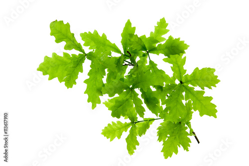 Green oak leaves isolated on white . photo