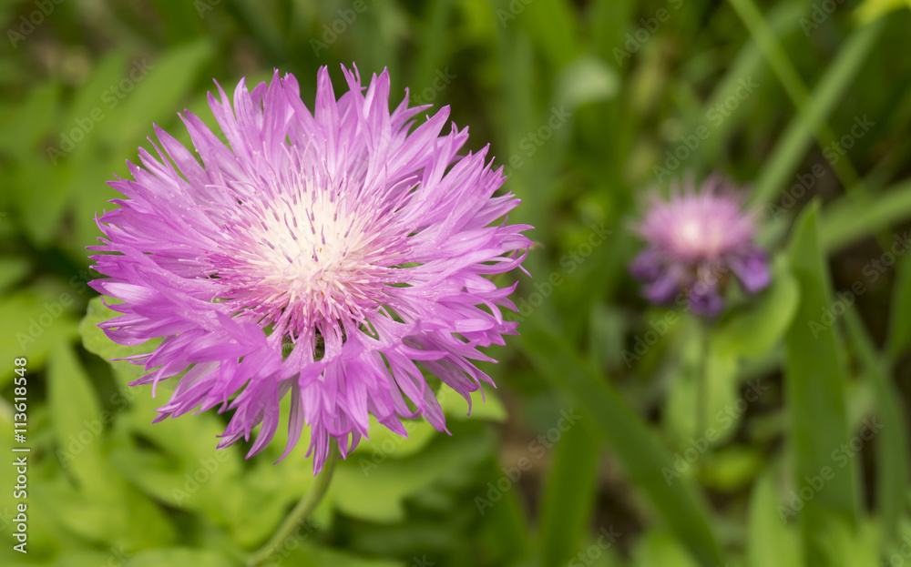 Flower of the dahlia on background green sheet Flower of the dahlia on background green sheet