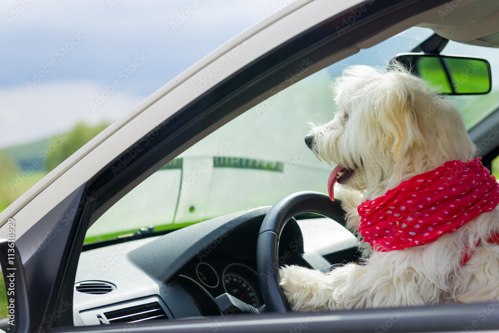 Dog driving a steering wheel in a car Dog driving a steering wheel in a car
