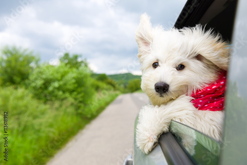 Dog enjoying a ride with the car