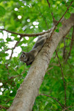 Squirrel is climbing on tree in park