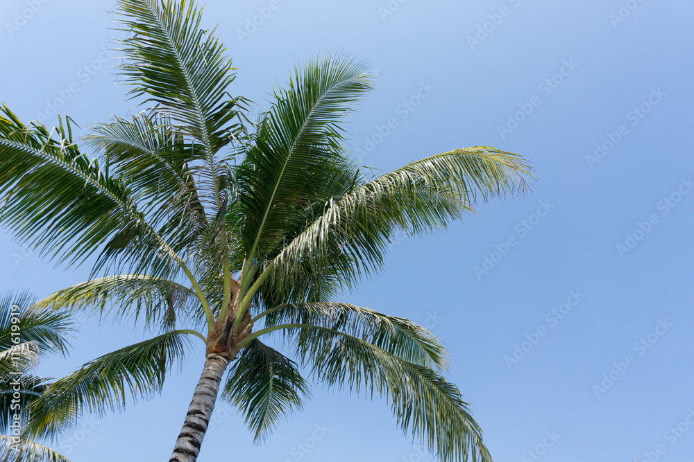 Palm tree leaves and blue sky
