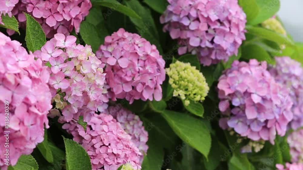 雨の日のピンクのあじさい(紫陽花)/フィックス 雨の日のピンクのあじさい(紫陽花)/フィックス