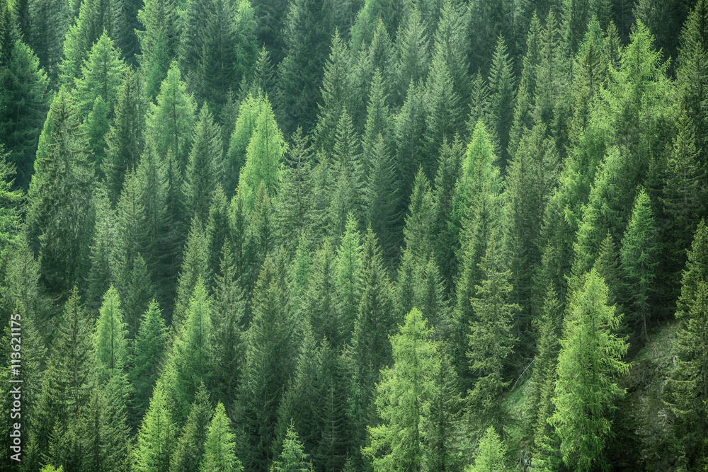 Healthy green trees in a forest of old spruce, fir and pine - obrazy, fototapety, plakaty 