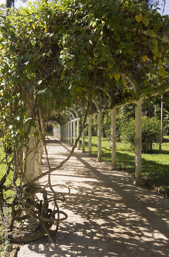 Beautiful Infinite Arched Pergola Path in Botanical Garden, Rio de Janeiro, Brazil 
