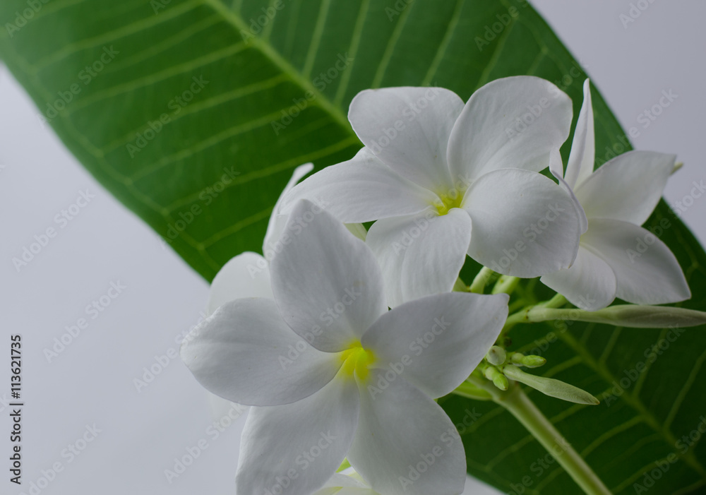 plumeria, nature, pretty aroma, aromatherapy, beautiful, beauty plumeria, nature, pretty aroma, aromatherapy, beautiful, beauty